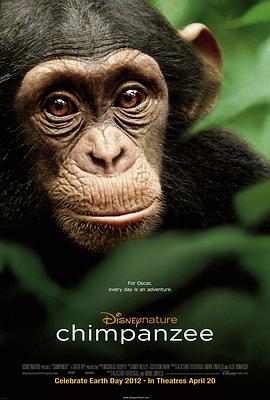 黑猩猩生殖器有多大